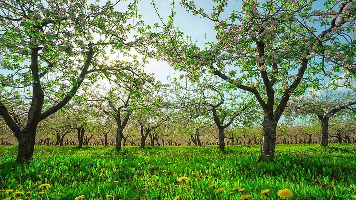 나무 식물 계절 공원 꽃 잎 과일 자연 파노라마 잔디 사람없음 초록색 파란색 햇빛 태양 노란색 환경 정원 맑음 봄 벚꽃 흰색 나뭇가지 시골 개화 체리 사과 숲 민들레 땅 장면 내추럴 4K 타임랩스 MP4 해외동영상 클립영상 자연요소 공공시설 컬러 날씨 촬영기법 생태계 동영상 파일형식
