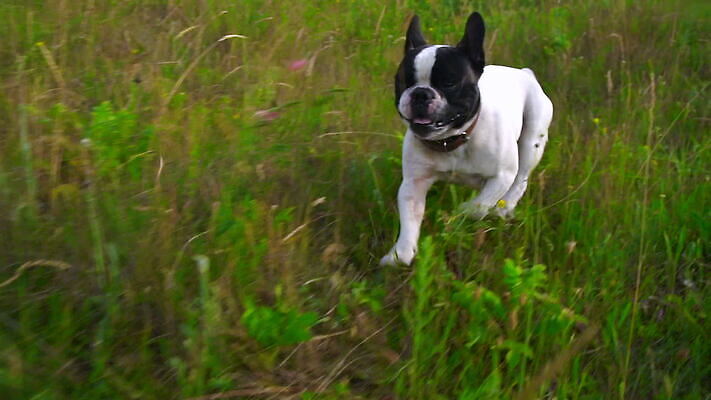 동물 공원 교육 컬러 자연 놀이 휴가 취미 사람없음 야외 울타리 달리기 머리 마을 게임 잡기 개 강아지 치아 언덕 황소 귀 불독 주인 내추럴 프랑스어 규율 기르기 전력질주 총구 플레이어 그리너리 순혈 MOV 해외동영상 클립영상 문자 공공시설 포유류 모션 신체부위 담장 반려동물 소화기관 소 생태계 동영상 돌봄 파일형식 트랜드컬러