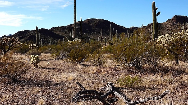 식물 공원 선 여행 자연 산 선인장 건조 사람없음 파란색 미국 성장 오르간 보호 큼 파이프 먼지 애리조나 천연기념물 전국 유일 4K MP4 해외동영상 클립영상 공공시설 컬러 컨셉 북아메리카 건반악기 크기 생태계 동영상 파일형식