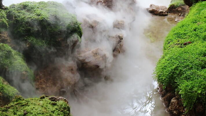나무 식물 백그라운드 단풍 잎 자연 풍경 사람없음 초록색 환경 정원 화목 성장 전원 신선 숲 큼 열대우림 숨기 열대기후 카피스페이스 MOV 해외동영상 클립영상 컬러 컨셉 모션 공백 전기에너지 크기 생태계 동영상 파일형식