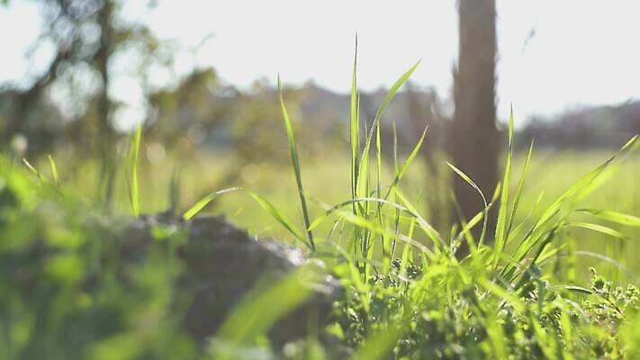 나무 식물 구름 계절 공원 꽃 컬러 여행 백그라운드 잎 밭 농업 자연 하늘 바람 사람 풍경 잔디 초원 사람없음 야외 초록색 물 여름 파란색 빛 햇빛 태양 농장 노란색 환경 정원 맑음 침묵 일몰 봄 흰색 시골 숲 땅 장면 내추럴 수평선 4K MP4 해외동영상 클립영상 자연요소 공공시설 산업 날씨 노을 소리 생태계 동영상 파일형식