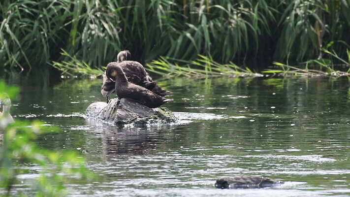 동물 호수 야생동물 백그라운드 가족 자연 조류 오리 한국 3 서기 사람없음 야외 초록색 물 파란색 강 검은색 수영 흐름 연못 4 청소 깃털 부리 태평양 물새 내추럴 서쪽 4K MOV 해외동영상 클립영상 자연요소 아시아 바다 컬러 컨셉 관계 모션 숫자 수상스포츠 방향 생태계 동영상 파일형식