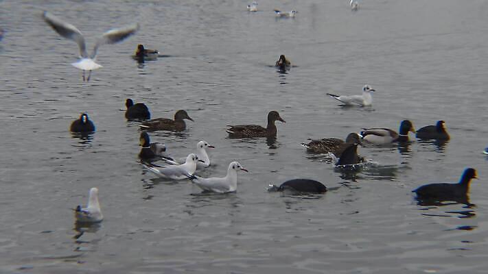 식물 동물 야생동물 바다 날개 자연 갈매기 조류 사람없음 물 수중 흰색 깃털 부리 슛 동물상 청어 4K MP4 해외동영상 클립영상 자연요소 컬러 어류 조형물 생태계 동영상 파일형식