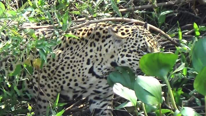 동물 야생동물 포유류 자연 휴식 서기 사람없음 강 머리 고양이 나뭇가지 남아메리카 핥기 강가 육식동물 브라질 표범 동물상 생태학 아마존 재규어 MOV 해외동영상 클립영상 나무 교육 컨셉 모션 아메리카 신체부위 반려동물 조형물 생태계 동영상 파일형식