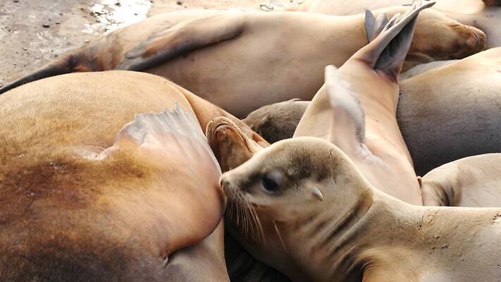 동물 새끼 바다 장난 휴식 생물 사람없음 눕기 미국 만 황무지 군중 물개 환경보전 호기심 생태계 캘리포니아 탐사 서식지 송아지 기어가기 산티아고 식민지 많음 4K MP4 해외동영상 클립영상 감정 컨셉 북아메리카 포유류 모션 사람 바다동물 소 사회이슈 동영상 파일형식