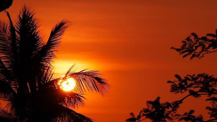 나무 실루엣 바다 분홍색 컬러 섬 여행 백그라운드 오렌지 태국 자연 하늘 휴가 손바닥 사람없음 야외 가로 빨간색 물 컬러풀 햇빛 태양 노란색 일출 황혼 일몰 꿈 낭만 황금 야간 저녁 휴양지 코코넛 바하마 이국적 파라다이스 수평선 MOV 해외동영상 클립영상 자연요소 식물 손 아시아 컨셉 과일 촬영기법 노을 장소 생태계 동영상 파일형식