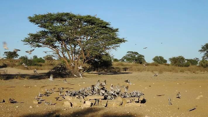 동물 응시 날개 모션 아프리카 자연 조류 사람없음 야외 물 환경 황무지 보호 갈증 깃털 비둘기 클립 동영상 남쪽 내추럴 경보 남아프리카 생태학 칼라하리 HD MOV 해외동영상 클립영상 자연요소 시선 교육 나라 컨셉 사막 방향 생태계 파일형식