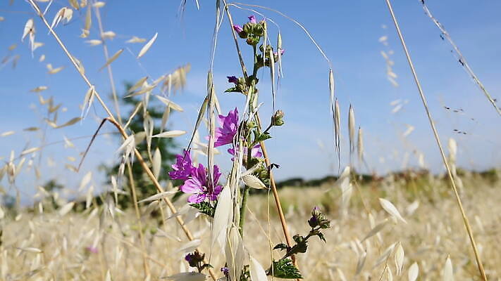 식물 계절 꽃 분홍색 꽃무늬 밭 자연 바람 사람없음 야외 장식 초록색 컬러풀 햇빛 정원 보라색 들꽃 벚꽃 시골 개화 약초 아욱 MOV 해외동영상 클립영상 자연요소 컬러 무늬 농업 날씨 태양 풀_식물 생태계 동영상 파일형식