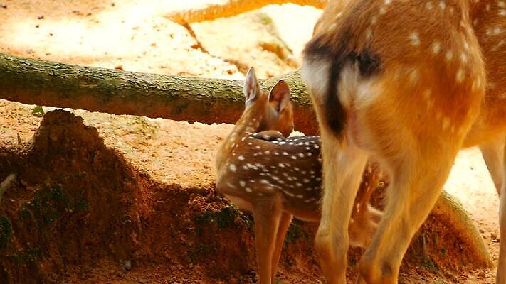 동물 공원 여자 남자 아시아 야생동물 백그라운드 밭 포유류 자연 초식동물 털 사람없음 야외 갈색 환경 침묵 봄 흰색 아기 점 황무지 숲 뿌리 서식지 내추럴 동물상 아기사슴 암사슴 전국 MOV 해외동영상 클립영상 계절 공공시설 나라 새끼 컬러 농업 사슴 사람 조형물 소리 암컷 생태계 동영상 파일형식