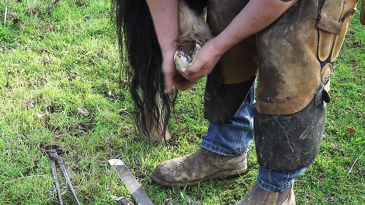 동물 직업 전통 신발 포유류 발 기술 건강 관리 사람없음 농장 금속 가축 목장 장비 도구 업무 칼날 승마 수리 농부 청소 무역 파일 클립 손질 조랑말 수의사 공예가 다듬기 대장장이 돌봄 양발 조작 철강 편자 4K MP4 해외동영상 클립영상 산업 스포츠 농업 모션 재질 신체부위 의사 말_동물 작업 동영상 말발굽 파일형식