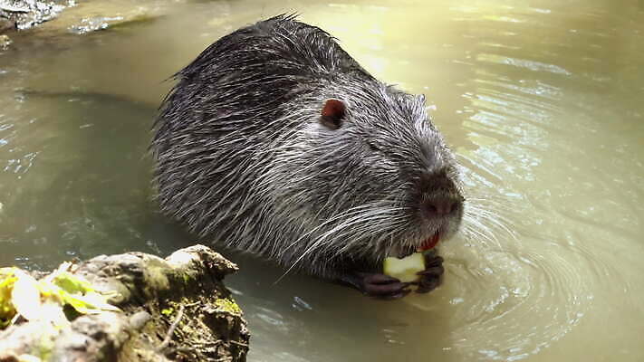 동물 유럽 야생동물 음식 빵 백그라운드 겨울 오렌지 포유류 자연 털 서기 사람없음 초록색 물 강 갈색 당근 젖음 추위 흰색 잡기 도시 치아 사과 설치류 먹기 날카로움 슛 내추럴 비버 4K MOV 해외동영상 클립영상 자연요소 계절 나라 컬러 과일 모션 뿌리채소 소화기관 생태계 동영상 파일형식