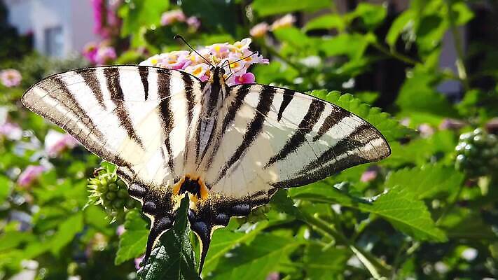식물 꽃 나비 곤충 잎 날개 모션 자연 사람없음 초록색 환경 검은색 모임 벚꽃 흰색 나뭇가지 닫기 핥기 큼 수집 흔들림 보케 꽃가루 얼룩말 꿀 느림 블러효과 세이지 수유 MP4 해외동영상 클립영상 나무 동물 컬러 말_동물 크기 가루 생태계 동영상 블러 파일형식 효과