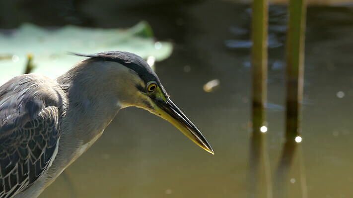식물 동물 응시 호수 자연 조류 사람없음 야외 물 연못 잡기 기다림 습지 왜가리 검색 사냥 동물상 모리셔스 4K MOV 해외동영상 클립영상 자연요소 시선 모션 조형물 생태계 동영상 파일형식