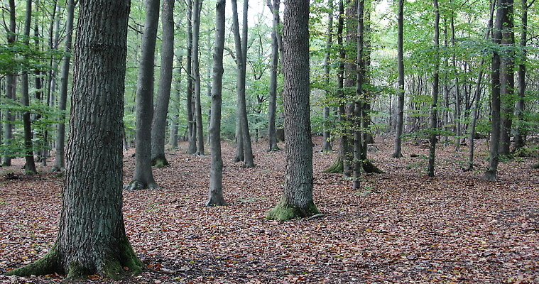 나무 식물 구름 줄기 잎 자연 하늘 사람없음 야외 초록색 파란색 빛 자유 나뭇가지 회전 공상 내추럴 재 환각 자극 4K MOV 해외동영상 클립영상 자연요소 컬러 컨셉 생태계 동영상 증상 파일형식