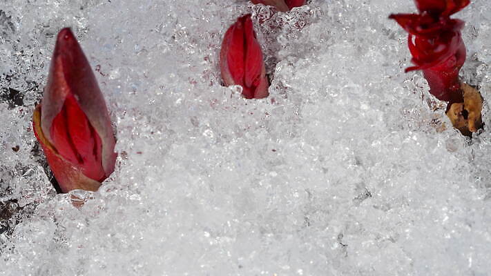 식물 계절 백그라운드 겨울 밭 자연 날씨 따뜻함 초원 사람없음 야외 초록색 물 빛 태양 새싹 냉동 얼음 봄 흰색 녹음 닫기 시원함 땅 유기농 서리 내추럴 작약 4K MOV 해외동영상 클립영상 자연요소 웰빙 꽃 컬러 농업 모션 기록 생태계 동영상 파일형식