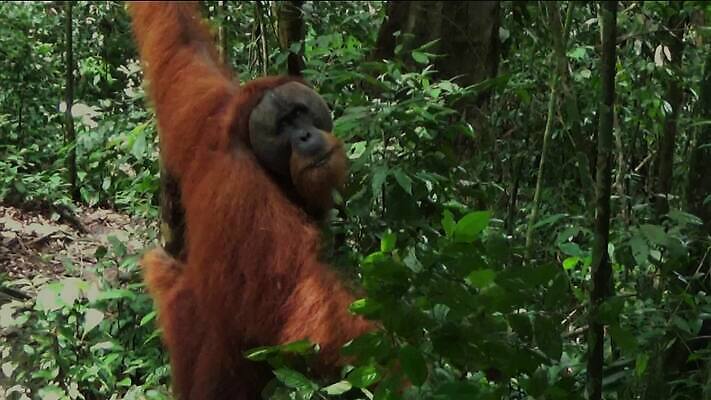 나무 동물 여자 남자 아시아 얼굴 야생동물 오렌지 포유류 청소년 자연 엄마 동물원 종류 사람 사람없음 갈색 원숭이 표현 아기 숲 열대우림 먹기 인도네시아 멸종 유인원 원시시대 말레이시아 배려 MOV 해외동영상 클립영상 멸종위기종 식물 나라 컬러 과일 가족 모션 신체부위 역사 생태계 동영상 파일형식