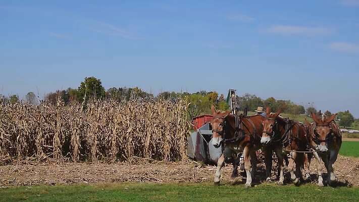 식물 동물 구름 모자 컬러 여행 밭 농업 자연 하늘 옥수수 사람 풍경 사람없음 야외 초록색 파란색 농작물 농장 농경지 미국 수확 가을 시골 신선 농부 땅 유기농 마차 내추럴 밭일 4K MOV 해외동영상 클립영상 자연요소 직업 웰빙 잡화 계절 산업 교통수단 북아메리카 곡류 생태계 동영상 파일형식