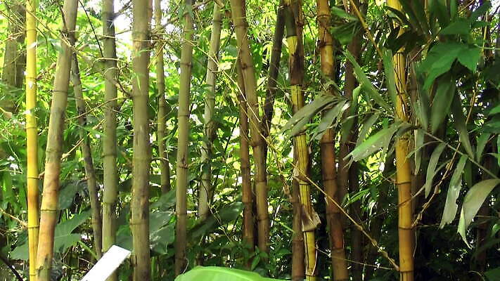 식물 유럽 아시아 선 여행 백그라운드 잎 패턴 자연 동양인 사람없음 목재 초록색 평화 환경 정원 일본 중국 성장 나뭇가지 신선 숲 포르투갈 대나무 유기농 하와이 내추럴 리스본 MOV 해외동영상 클립영상 나무 웰빙 나라 컬러 컨셉 무늬 재료 인종 미국 생태계 동영상 파일형식