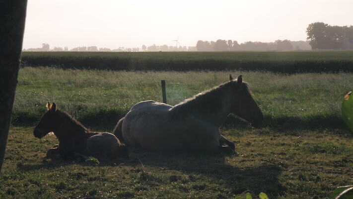 나무 식물 동물 잎 밭 포유류 자연 휴식 거리 그림자 잔디 사람없음 빛 울타리 햇빛 태양 평화 어둠 시골 승마 그늘 네덜란드 망아지 동물상 수평선 4K MOV 해외동영상 클립영상 자연요소 유럽 새끼 스포츠 컨셉 농업 담장 조형물 말_동물 생태계 동영상 파일형식