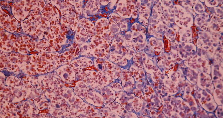 과학 이동 세포 사람없음 빨간색 파란색 약 시험 성장 조직 확대 뇌 제어 지원 호르몬 4K 현미경관찰 MOV 해외동영상 클립영상 교육 컬러 컨셉 의학 관찰 동영상 파일형식