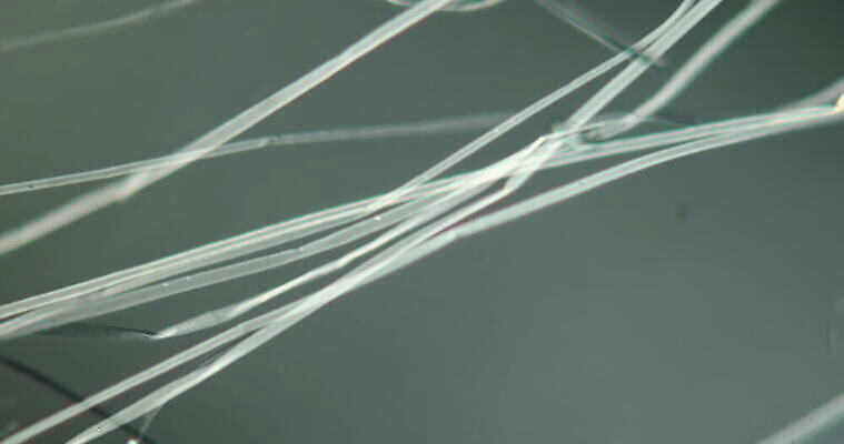 식물 꽃 과학 이동 패턴 세포 사람없음 빨간색 초록색 파란색 시험 성장 조직 확대 미루나무 지원 4K 현미경관찰 MOV 해외동영상 클립영상 나무 교육 컬러 컨셉 무늬 관찰 동영상 파일형식