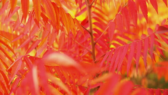 나무 식물 계절 공원 백그라운드 단풍 잎 오렌지 모션 자연 추상 풍경 사람없음 야외 빨간색 컬러풀 햇빛 태양 갈색 노란색 환경 맑음 침묵 고요 활발 하이킹 가을 나뭇가지 신선 황금 닫기 숲 11월 애니메이션 느림 10월 강렬 4K MOV 해외동영상 클립영상 자연요소 공공시설 컬러 컨셉 무늬 과일 레저 날씨 소리 날짜 생태계 동영상 파일형식