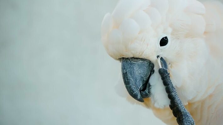 동물 1 공원 야생동물 컬러 백그라운드 우산 장난 자연 조류 열대 동물원 사람없음 야외 반려동물 머리 환경 흰색 깃털 부리 앵무새 연어 갈기 내추럴 고립 아마존 이국적 지능 파라다이스 MOV 해외동영상 클립영상 공공시설 어류 신체부위 생태계 동영상 파일형식