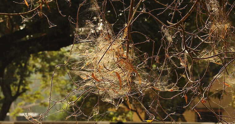 모양 나무 동물 디자인 벽 곤충 백그라운드 패턴 자연 추상 주택 실내 사람없음 장식 환경 디지털 웹 젖음 수확 안개 실 닫기 유령 거미줄 질감 거미 낭비 모기 블러 호러 흉터 4K MOV 해외동영상 클립영상 식물 컨셉 무늬 농업 인터넷 모션 날씨 내부 건물 해충 상처 생태계 공포 동영상 파일형식