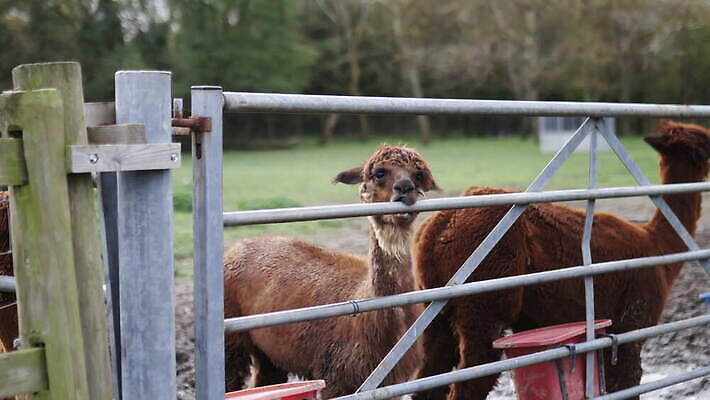 동물 응시 야생동물 백그라운드 밭 농업 포유류 자연 영국 잉글랜드 사람없음 야외 목재 울타리 농장 갈색 머리 환경 금속 시골 깃털 먼지 진흙 양모 밭일 알파카 목가 배선 4K MOV 해외동영상 클립영상 나무 시선 유럽 산업 컬러 재료 재질 신체부위 담장 한자 직물 생태계 동영상 파일형식