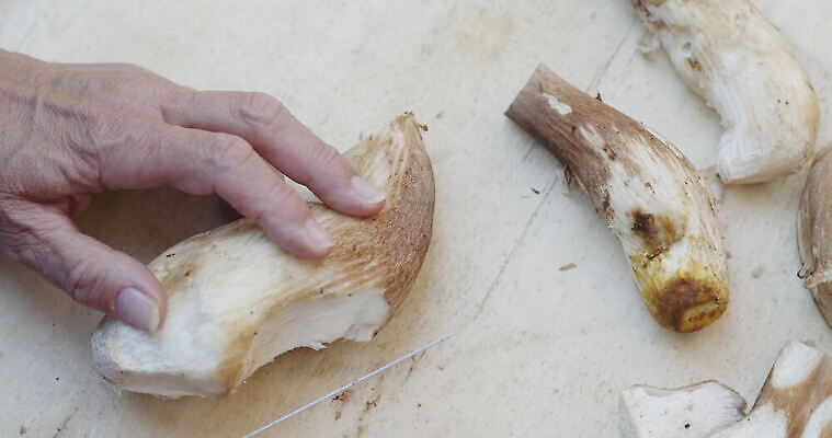 손 여자 음식 사람없음 버섯 신선 그룹 칼 작음 큼 왕 자르기 청소 준비 곰팡이 그물버섯 번 페니 많음 4K MOV 해외동영상 클립영상 빵 컨셉 모션 사람 신체부위 동전 크기 동영상 파일형식