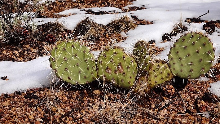 식물 꽃 분홍색 백그라운드 꽃무늬 과일 자연 날씨 선인장 건조 사람없음 초록색 파란색 컬러풀 보라색 사막 뜨거움 가시 냄비 척추 내추럴 다육식물 4K MP4 해외동영상 클립영상 컬러 무늬 뼈 솥 생태계 동영상 파일형식