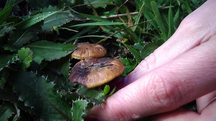 나무 식물 음식 백그라운드 자연 사람없음 목재 갈색 버섯 흰색 정상 숲 유기농 내추럴 고립 곰팡이 그물버섯 번 식용 채식주의자 페니 4K MP4 해외동영상 클립영상 웰빙 빵 컬러 재료 동전 생태계 채식 동영상 파일형식