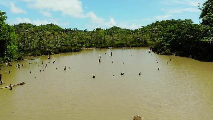 나무 식물 공원 호수 야생동물 여행 백그라운드 잎 자연 하늘 휴가 동양인 사람없음 야외 목재 초록색 물 환경 침묵 젖음 시골 연못 황무지 습지 숲 열대우림 생태계 내추럴 변소 4K MOV 해외동영상 클립영상 자연요소 동물 공공시설 컬러 재료 인종 소리 동영상 파일형식