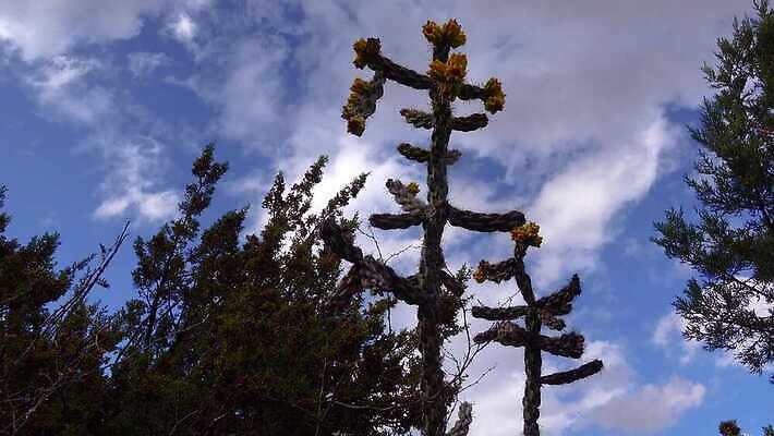 나무 식물 꽃 여행 백그라운드 자연 날씨 선인장 건조 풍경 사람없음 초록색 물 여름 사막 뜨거움 가시 척추 날카로움 애리조나 내추럴 뉴멕시코 다육식물 4K MP4 해외동영상 클립영상 자연요소 계절 컬러 뼈 미국 생태계 동영상 파일형식