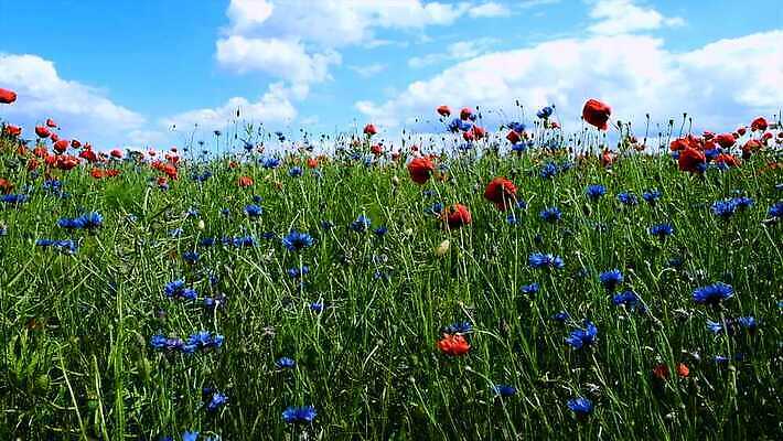식물 계절 꽃잎 꽃 컬러 백그라운드 잎 꽃무늬 밭 농업 자연 하늘 바람 사람없음 야외 빨간색 초록색 파란색 컬러풀 햇빛 노란색 맑음 봄 벚꽃 시골 신선 개화 허브 흔들림 양귀비 수레국화 4K MOV 해외동영상 클립영상 자연요소 산업 무늬 모션 날씨 태양 생태계 동영상 파일형식