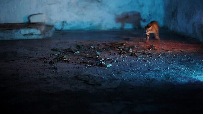 동물 응시 공원 길 포즈 발 조명 주택 기술 사람없음 반려동물 노란색 걷기 고양이 산책 할로윈 신비 무서움 B 콧수염 호기심 꼬리 공포 롤 슛 얼레 할리우드 광 유래 이상 트러블 표준 호러 오싹 깜빡이다 MOV 해외동영상 클립영상 알파벳 시선 공공시설 감정 컬러 컨셉 포유류 모션 휴식 수염 건물 신체부위 동영상 로스앤젤레스 파일형식