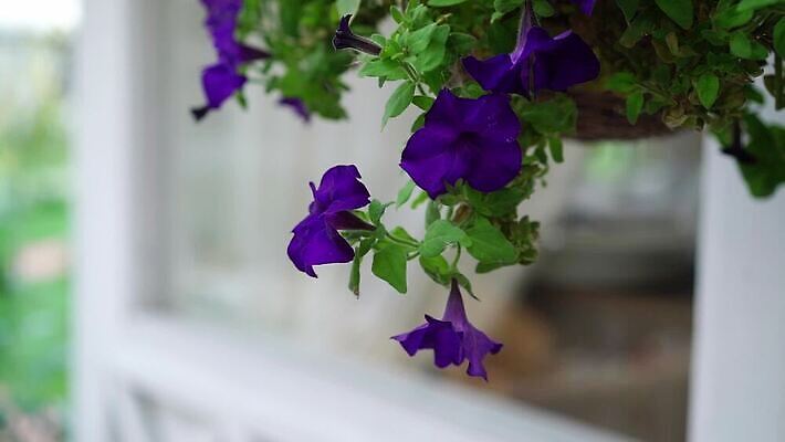 식물 꽃잎 꽃 화분 컬러 잎 꽃무늬 자연 매달리기 사람없음 야외 장식 초록색 파란색 컬러풀 정원 보라색 봄 활발 성장 벚꽃 발코니 신선 개화 닫기 냄비 자주색 제비꽃 에코 원예 라일락 내추럴 많음 피튜니아 MOV 해외동영상 클립영상 계절 컨셉 무늬 모션 취미 환경 솥 생태계 동영상 파일형식