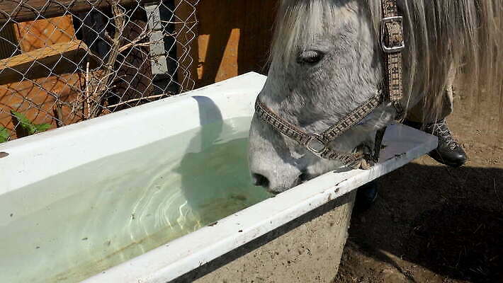 동물 음료 야생동물 백그라운드 자연 사람없음 야외 물 파란색 뷰티 농장 머리 평화 맑음 마시기 갈증 그림 조랑말 내추럴 4K 순혈 MOV 해외동영상 클립영상 자연요소 컬러 컨셉 농업 모션 날씨 신체부위 말_동물 생태계 동영상 파일형식