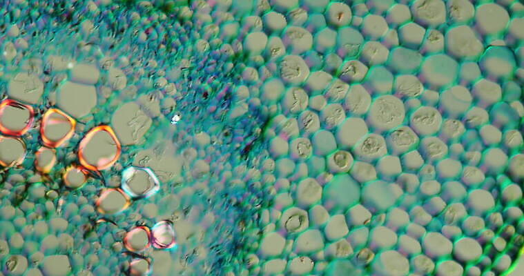 식물 꽃 줄기 과학 이동 패턴 세포 사람없음 빨간색 초록색 파란색 시험 성장 조직 횡단보도 확대 무화과 떠남 지원 4K 현미경관찰 MOV 해외동영상 클립영상 교육 컬러 컨셉 무늬 과일 모션 관찰 보행로 동영상 파일형식