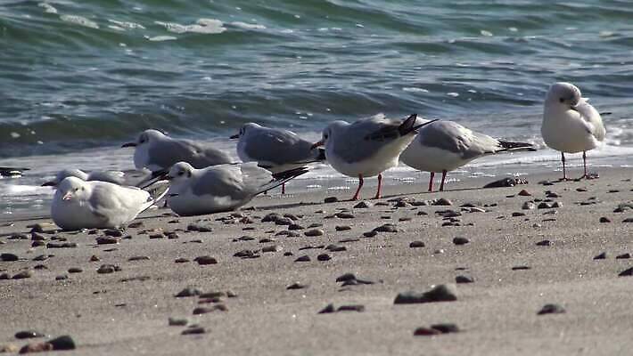 동물 계절 호수 야생동물 바다 백그라운드 겨울 자연 갈매기 조류 어류 해변 사람없음 야외 물 파란색 검은색 봄 흰색 청어 4K MP4 해외동영상 클립영상 자연요소 컬러 수중동물 생태계 동영상 파일형식