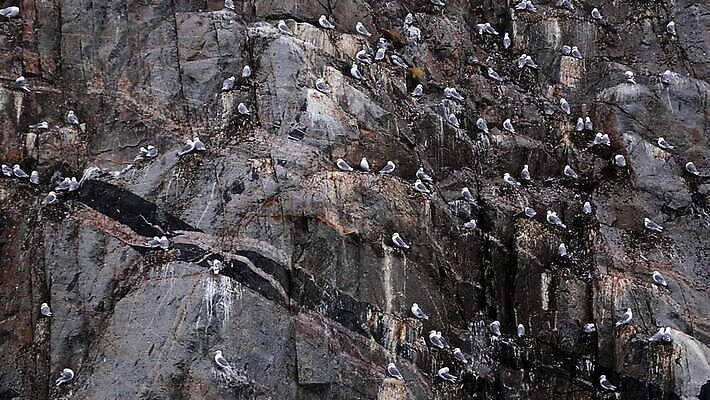 야생동물 자연 조류 사람없음 야외 평화 질감 그린란드 패닝샷 MOV 해외동영상 클립영상 동물 섬 컨셉 촬영기법 덴마크 생태계 동영상 파일형식