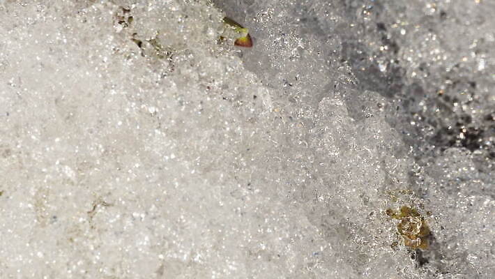 식물 계절 꽃 백그라운드 겨울 밭 자연 날씨 따뜻함 초원 사람없음 야외 초록색 물 빛 태양 새싹 냉동 얼음 봄 성장 흰색 녹음 닫기 시원함 땅 유기농 서리 내추럴 4K 타임랩스 MOV 해외동영상 클립영상 자연요소 웰빙 컬러 농업 모션 촬영기법 기록 생태계 동영상 파일형식