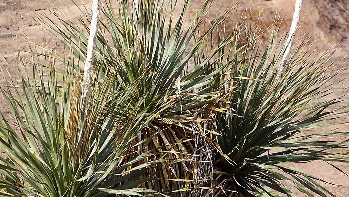 식물 공원 여행 자연 산 선인장 건조 파노라마 풍경 사람없음 빨간색 파란색 골짜기 계곡 미국 사막 보호 저녁 큼 사인 장면 지역 애리조나 전국 4K MP4 해외동영상 클립영상 공공시설 컬러 컨셉 북아메리카 촬영기법 야간 크기 생태계 동영상 파일형식