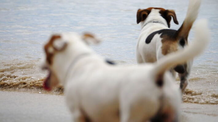 동물 행복 바다 포즈 백그라운드 모션 자연 놀이 휴가 사람없음 야외 물 반려동물 태양 흰색 개 강아지 테리어 잭 기르기 4K 순혈 MOV 해외동영상 클립영상 자연요소 감정 컬러 포유류 생태계 동영상 돌봄 파일형식
