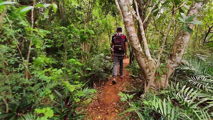 나무 식물 공원 야생동물 여행 백그라운드 잎 가이드 모션 자연 선인장 국립공원 한명 풍경 야외 목재 초록색 물 여름 강 걷기 환경 개울 동굴 숲 열대우림 내추럴 도미니카공화국 이국적 4K MP4 해외동영상 클립영상 자연요소 동물 직업 1 계절 공공시설 컬러 재료 사람 남아메리카 생태계 동영상 파일형식