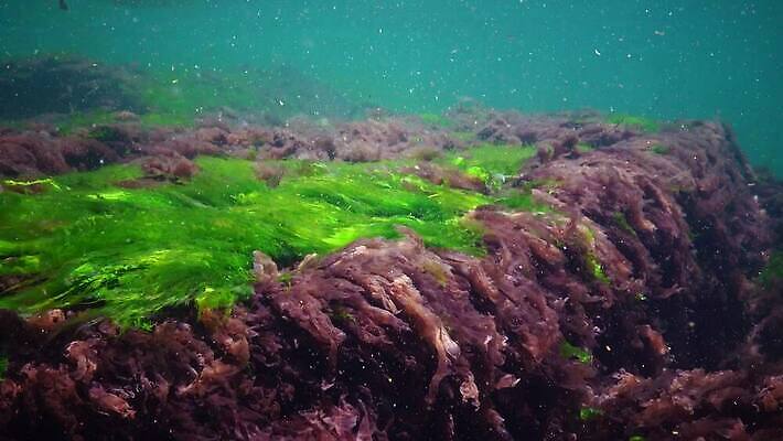 식물 야생동물 바다 자연 사람없음 초록색 물 세계 바닷속 수중 해조류 광합성 산화 생태학 소금물 4K 수중영상 MP4 해외동영상 클립영상 자연요소 동물 교육 컬러 해양식물 생태계 동영상 파일형식