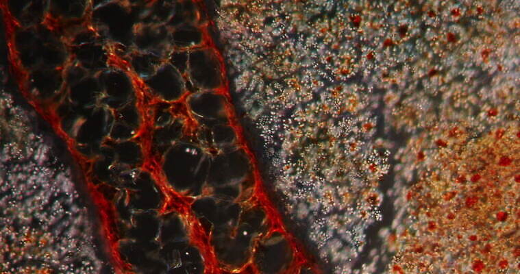 식물 꽃 과학 이동 패턴 세포 사람없음 빨간색 초록색 시험 성장 조직 횡단보도 확대 먹기 밀가루 녹말 지원 4K 현미경관찰 MOV 해외동영상 클립영상 교육 컬러 컨셉 무늬 모션 관찰 보행로 가루 동영상 파일형식