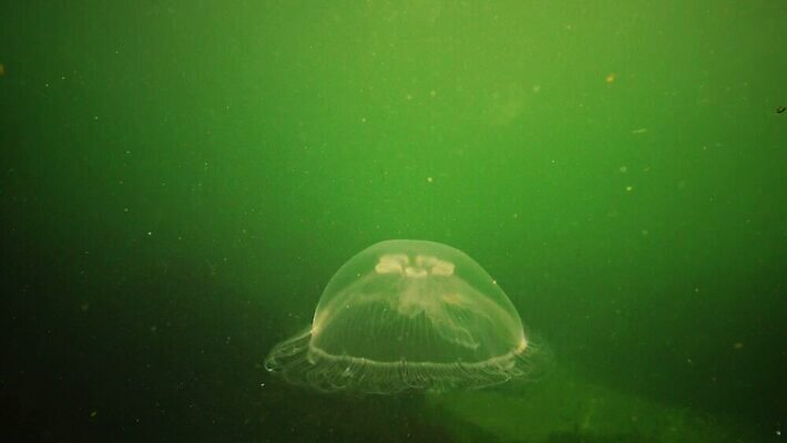 동물 야생동물 바다 포유류 자연 무척추동물 사람없음 물 환경 바닷속 수중 수영 지중해 컵받침 생태계 생물학 젤리 해파리 해마 동물상 생태학 4K 저서생물 MP4 해외동영상 클립영상 자연요소 교육 디저트 생물 조형물 바다동물 수상스포츠 자포동물 받침대 동영상 파일형식