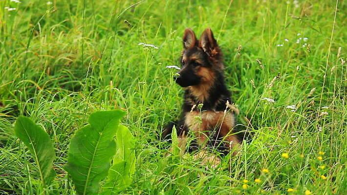 동물 척추동물 새끼 포유류 가족 털 독일 앉기 사람없음 반려동물 머리 검은색 우정 쌍 양치기 경찰 개 강아지 보호 작음 모피 보안 송곳니 기르기 유래 경비견 순혈 MOV 해외동영상 클립영상 직업 유럽 컬러 컨셉 관계 모션 안전 신체부위 친구 치아 크기 동영상 돌봄 파일형식