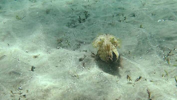 동물 야생동물 바다 컬러 백그라운드 태국 자연 이집트 어류 사람없음 물 파란색 컬러풀 뷰티 바닷속 수중 수영 산호 산호초 잠수부 오징어 다이빙 소금 암초 홍해 해파리 깊이 세피아 이국적 파라오 4K MP4 해외동영상 클립영상 자연요소 아시아 아프리카 연체동물 촬영기법 수중동물 수상스포츠 수중식물 자포동물 전문직 생태계 동영상 수중스포츠 파일형식